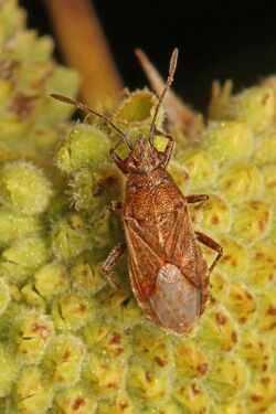 Seed Bug - Neortholomus scolopax, Meadowood Farm SRMA, Mason Neck, Virginia.jpg