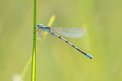 Seepage Dancer (Argia bipunctulata) (27908157064).jpg