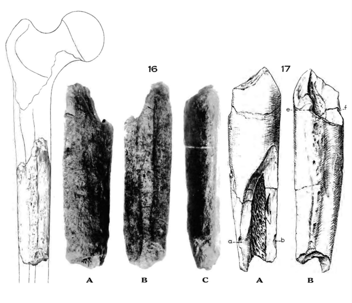 File:Sinanthropus Femora V and VI.png