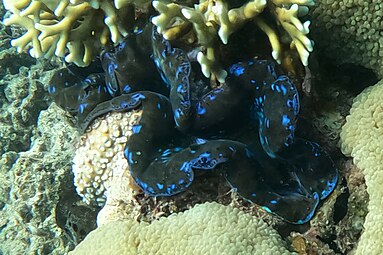 Small giant clam (Tridacna maxima) Michaelmas Cay.jpg