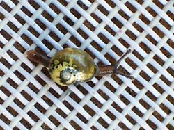 Snail - Tia River, altitude 1350 metres1.jpg