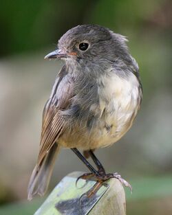 South Island Robin perched on a post.jpg