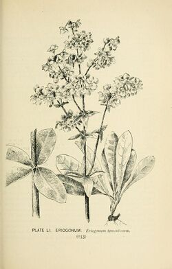 Southern wild flowers and trees (Page 153, Plate LI) BHL23630333.jpg