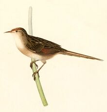 Spartonoica maluroides 1847.jpg