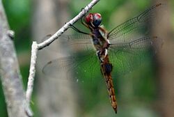 Spot-winged Glider Pantala hymenaea 2008-08-02.jpg