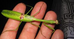 photograph of a large green adult male mantid insect in the Amazon rainforest, near Nauta, Peru
