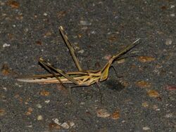 Stick Grasshopper (Truxalis burtti) on the road at 5-00 am (11682247925).jpg