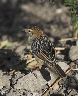 Stout Cisticola.jpg