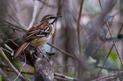 Stripe-backed Antbird Myrmorchilus strigilat.jpg