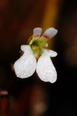 Stylidium perpusillum 1.jpg