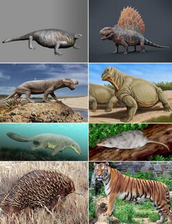 Synapsid diversity 3.jpg