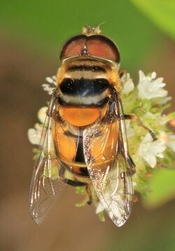 Syrphid - Palpada agrorum, Okaloacoochee Slough State Forest, Felda, Florida.jpg