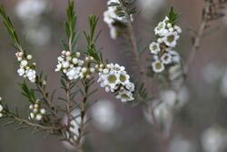 Thryptomene hexandra.jpg