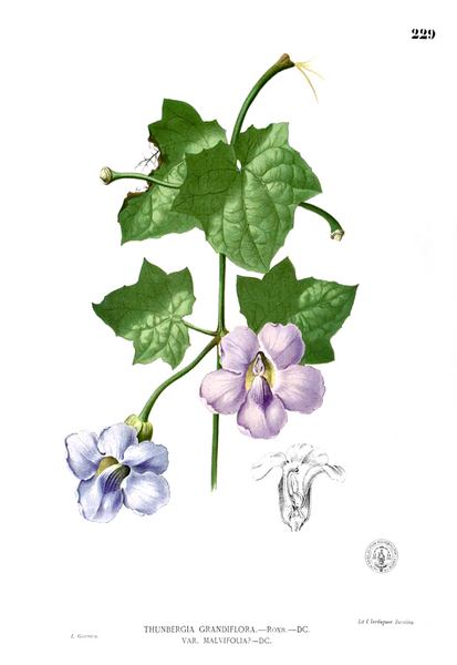 File:Thunbergia grandiflora Blanco1.229.png