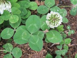 Trifolium repens - white clover on way from Govindghat to Gangria at Valley of Flowers National Park - during LGFC - VOF 2019 (1).jpg
