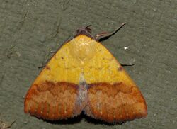 Unidentified Moth (Id?) (13926374381).jpg