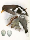 Urocissa whiteheadi illustration 2.jpg