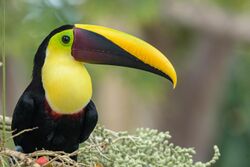 Yellow-throated Toucan (32697940868).jpg