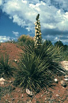 Yucca baileyi ssp. intermedia fh 1208 NM B.jpg