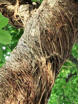 雀榕 Ficus superba var. japonica 20210717091156 12.jpg