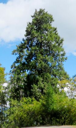 85 Picea spinulosa, Chelela to Paro, Bhutan.jpg