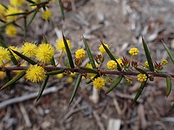 Acacia declinata flowers.jpg