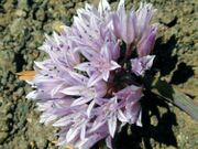 Allium siskiyouense.jpeg