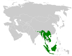 Alophoixus distribution map.png