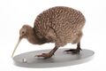 A great spotted kiwi