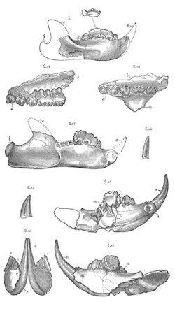 American Jurassic Mammals plate VII.jpg