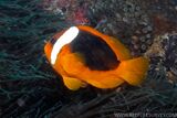 Amphiprion rubrocinctus RLS.jpg