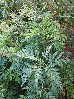 Artemisia gmelinii Bylica Gmelina 2020-09-20 03.jpg