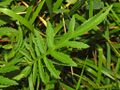 Asteraceae - Serratula tinctoria.JPG
