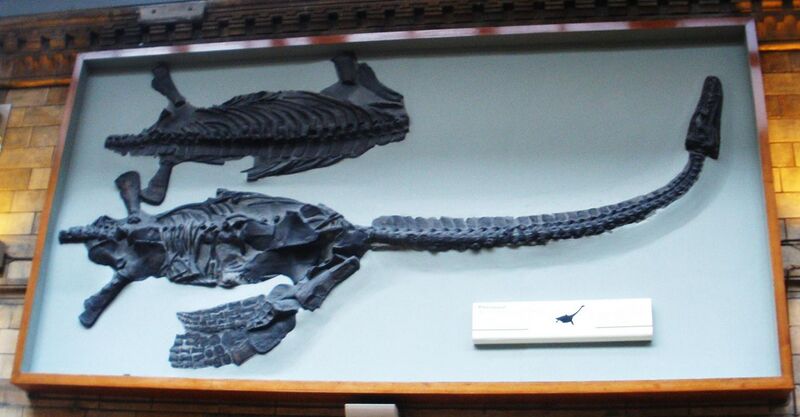 File:Attenborosaurus conybearei 2.JPG