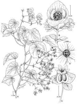 Begonia ynesiae L.B. Sm. & Wassh. botanical drawing.jpg