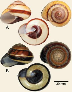 Bertia cambojiensis (10.3897-zookeys.885.38980) Figure 1.jpg