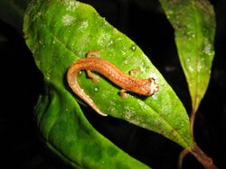 Bolitoglossa walkerii.jpg