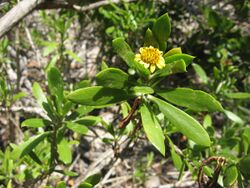 Borrichia arborescens.jpg