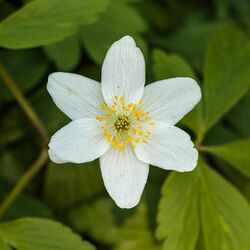 Six-petaled white flower
