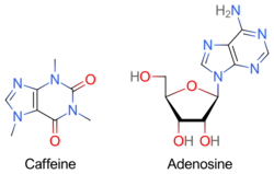 Two skeletal formulas: left – caffeine, right – adenosine.
