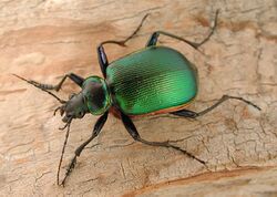 Calosoma scrutator.jpg