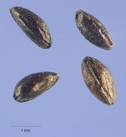 Caltha palustris seeds USDA.jpg