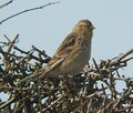 Carduelis flavirostris.jpg