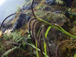 Carex alligata.jpg