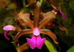 Cattleya bicolor Orchi 2012-09-21 074.jpg