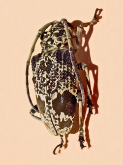 Cerambycidae - Phryneta marmorea.jpg