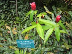 Christmas Costus.jpg