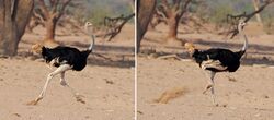 Common ostrich (Struthio camelus australis) male running composite.jpg
