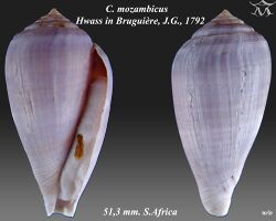 Conus mozambicus 2.jpg