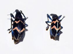 Curculionidae - Rhinoscapha biundulata.JPG